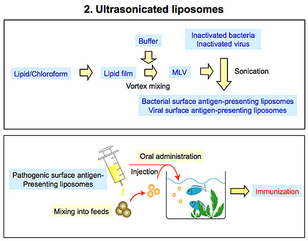 Ultrasonicated Liposomes