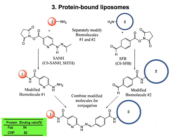Protein-bound Liposomes