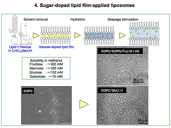 Sugar-doped Lipid Film-applied Liposomes