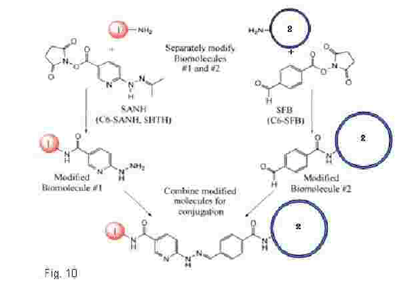 covalent binding